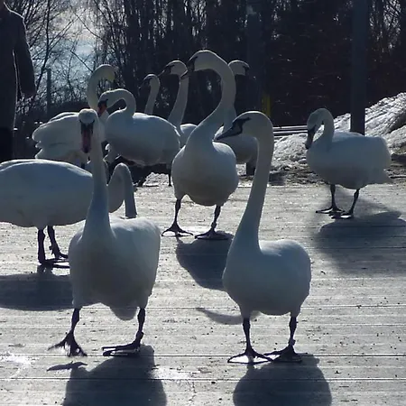 Harmonie * Heringsdorf (Usedom)